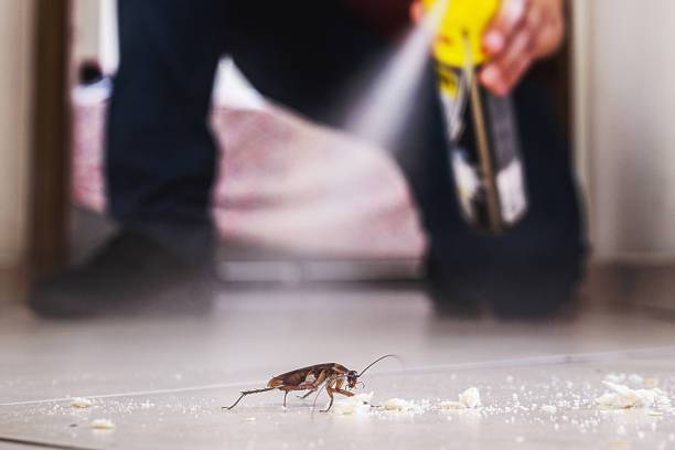 Best Pest Control for Homes  in Homer Glen, IL